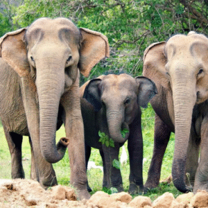 Explore Beauty Of The Nature In Colombo With Your Private Tour Guide